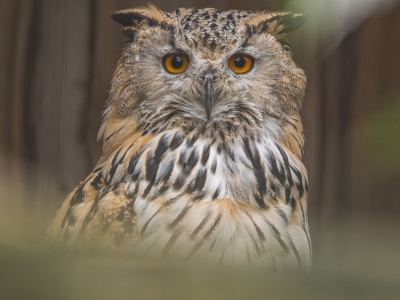 Siberische oehoe - De Zonnegloed - Dierenpark - Dieren opvangcentrum - Sanctuary